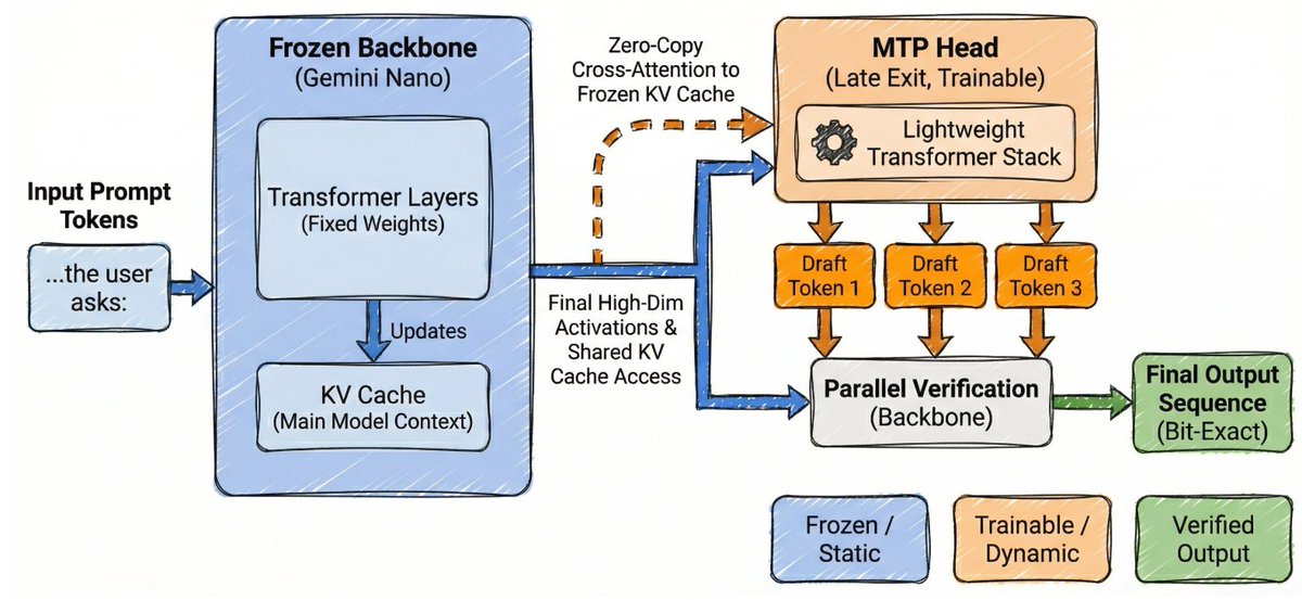 Frozen Backbone (Gemini Nano); Transformer Layers (Fixed Weights); KV Cache (Main Model Context); Input Prompt Tokens; ...the user asks:; Zero-Copy Cross-Attention to Frozen KV Cache; MTP Head (Late Exit, Trainable); Lightweight Transformer Stack; Final High-Dim Activations & Shared KV Cache Access; Draft Token 1; Draft Token 2; Draft Token 3; Parallel Verification (Backbone); Final Output Sequence (Bit-Exact); Frozen / Static; Trainable / Dynamic; Verified Output