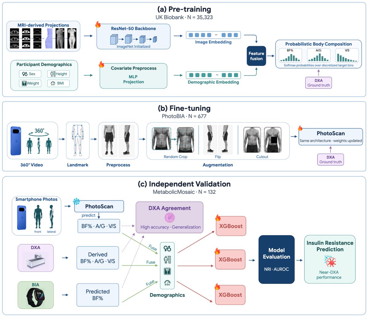 (a) Pre-training UK Biobank · N = 35,323; (b) Fine-tuning PhotoBIA · N = 677; (c) Independent Validation MetabolicMosaic · N = 132