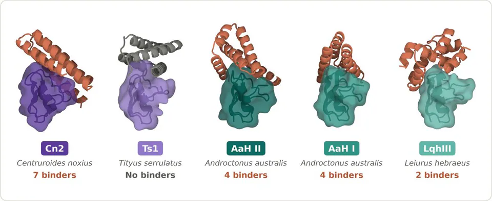 Cn2 Centruroides noxius 7 binders; Ts1 Tityus serrulatus No binders; AaH II Androctonus australis 4 binders; AaH I Androctonus australis 4 binders; LqhIII Leiurus hebraeus 2 binders