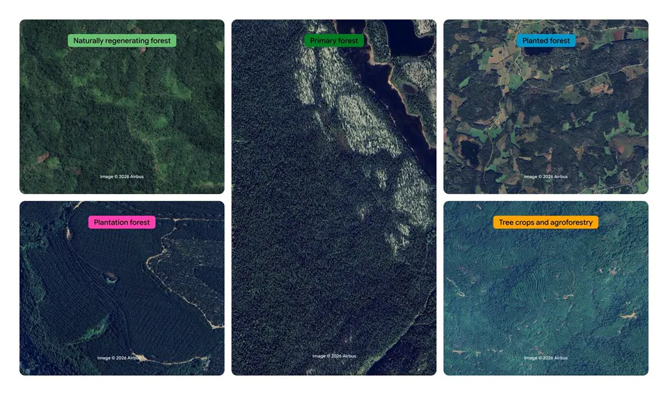 Naturally regenerating forest; Primary forest; Planted forest; Plantation forest; Tree crops and agroforestry; Image © 2026 Airbus